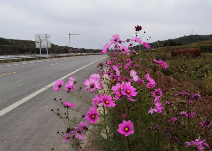一路生花的解释是什么?