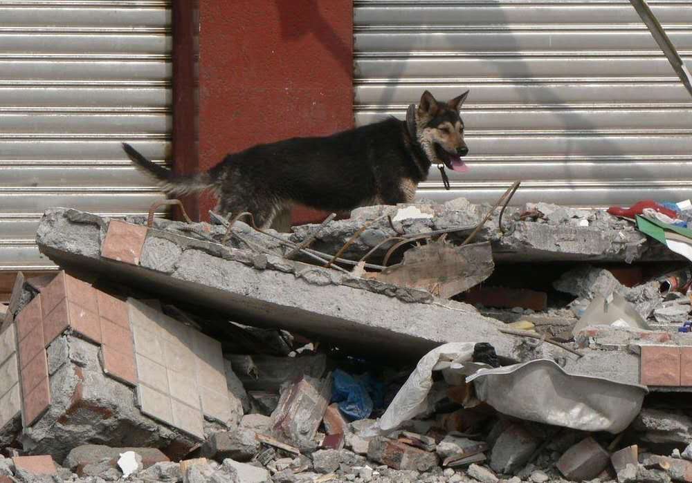 泉州酒店搜救犬贝贝四肢感染,为何搜救犬不采取安全措施?