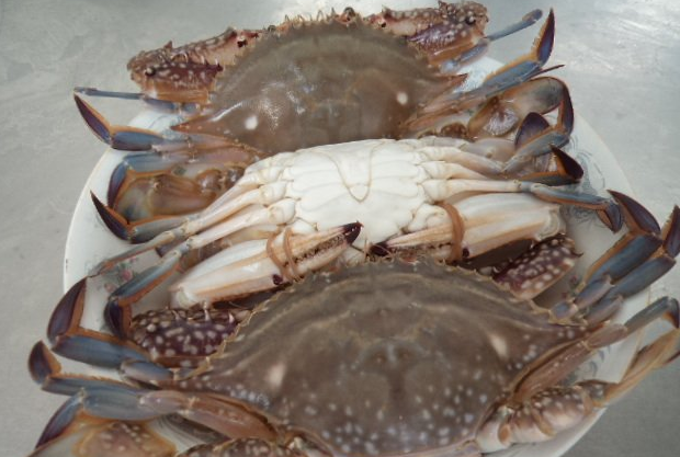 如何挑选海蟹?