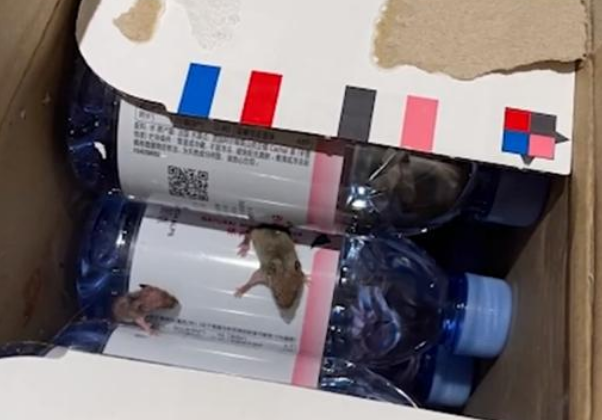 杭州一女子反映网购矿泉水在箱子里出现2只活老鼠，老鼠到底是哪来的？