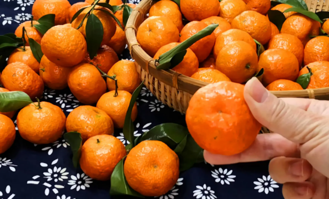 2022砂糖橘什么梗？