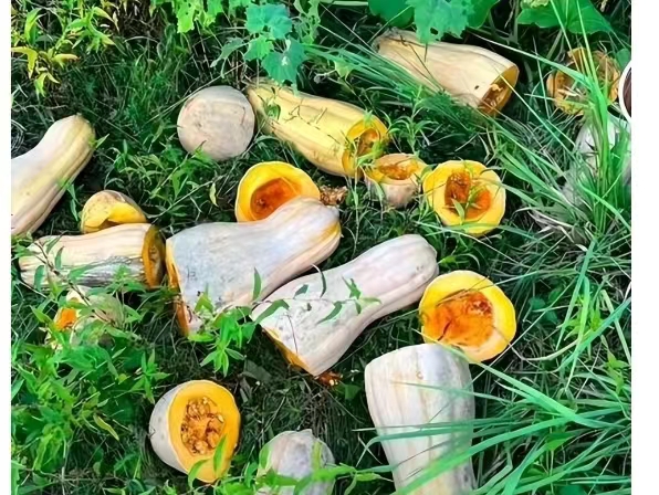 官方回应女子曝老人组团偷南瓜：在处理，老人倚老卖值得尊重吗？