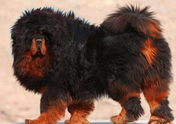 小藏獒是人们最爱饲养的一个品种,纯种小藏獒的价格是多少呢?