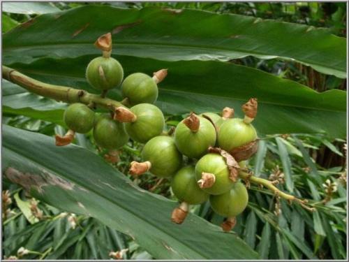 豆蔻的功效与作用是什么?