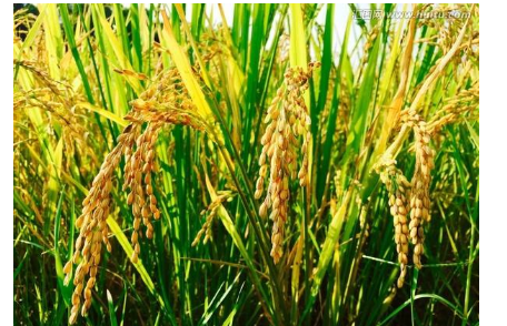 三季稻是什么?