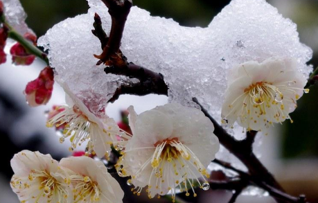 最经典的梅花诗是什么?