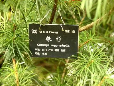 常见的10种裸子植物有哪些?