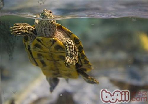 在家里如何养乌龟?