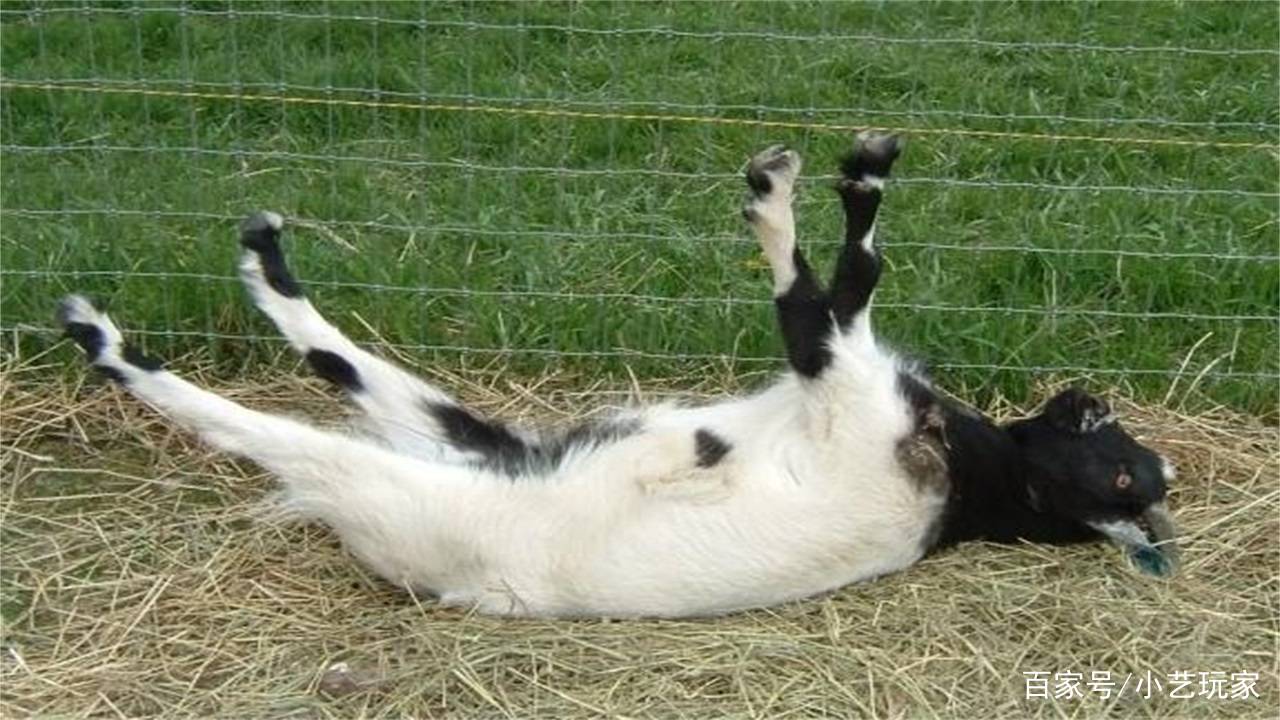 受到刺激就会晕倒的晕倒羊,为何还能生存下来呢?