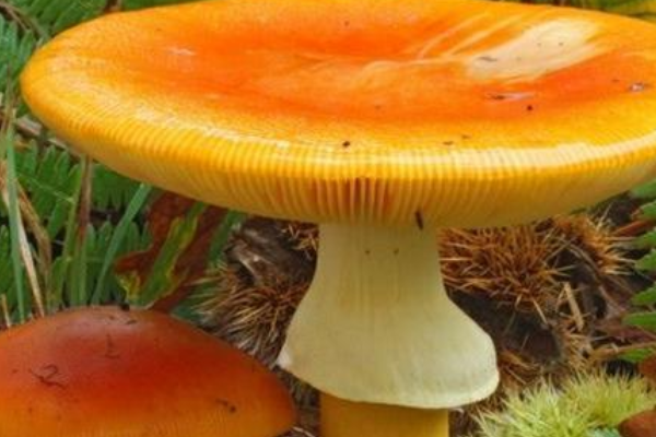 鹅膏菌类的蘑菇有哪些可食用的鹅膏菌?