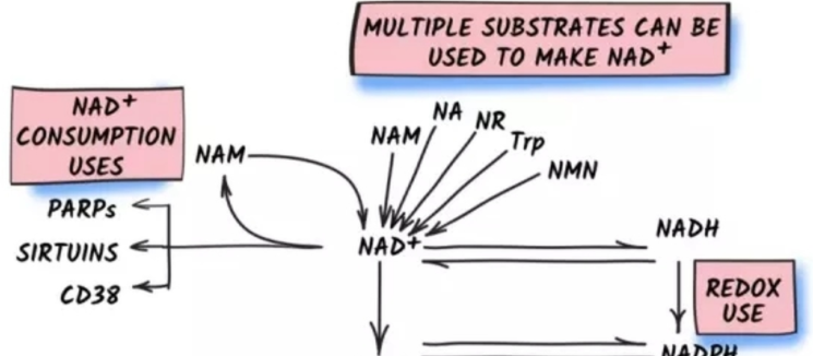 什么是诺加因子