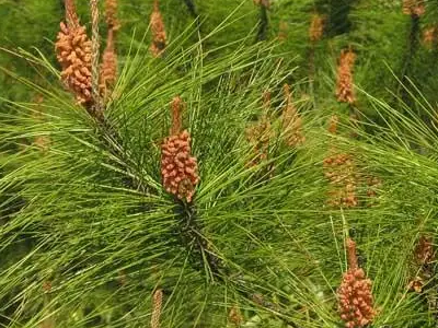 常见的10种裸子植物有哪些?