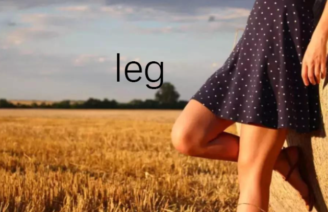 腿的英语单词是什么?