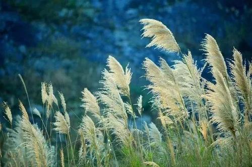 芦苇简介?