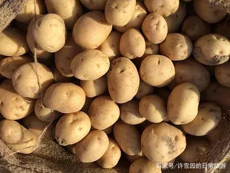 马铃薯有哪些营养价值?