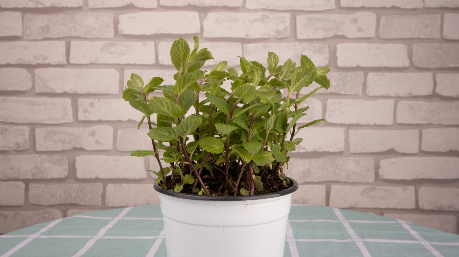 薄荷怎么养盆栽教程