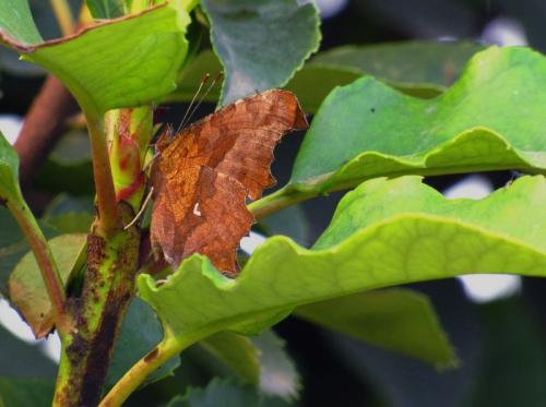 保护色是什么意思?