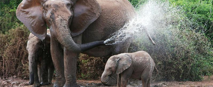 大象用鼻子吸水却不会被呛到,这是为什么?