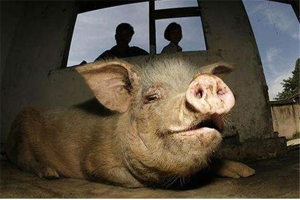 13岁猪坚强,到底有怎么样的故事和背景?