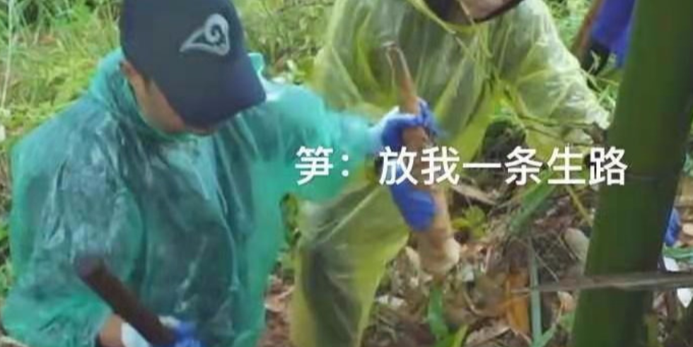 夺笋是什么意思?