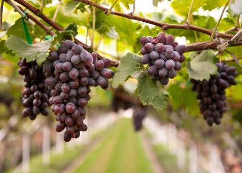 蒲萄是什么意思?