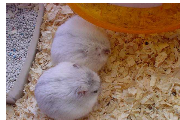 银狐仓鼠有哪些特征?