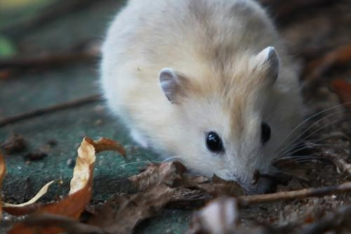 九牛一毛,猜一生肖?