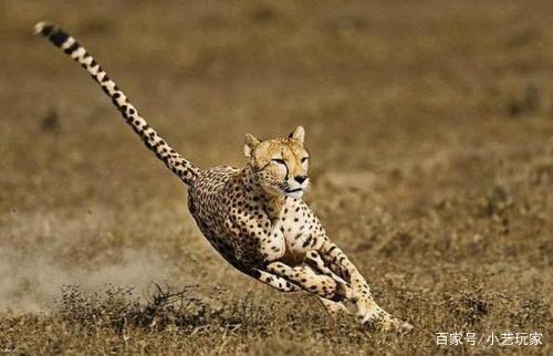 猎豹奔跑速度最快的动物,为什么却无法长时间奔跑?