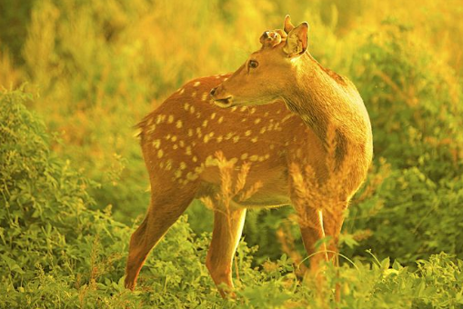 “呦呦鹿鸣,食野之苹”中的“呦呦”是什么意思?