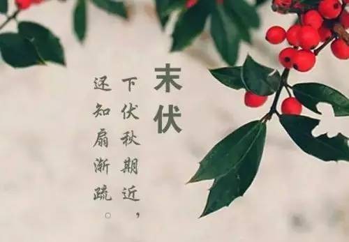 节气未伏是什么意思?