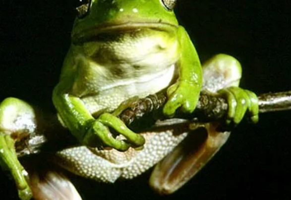 两栖类动物有哪些?