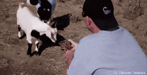 受到刺激就会晕倒的晕倒羊,为何还能生存下来呢?