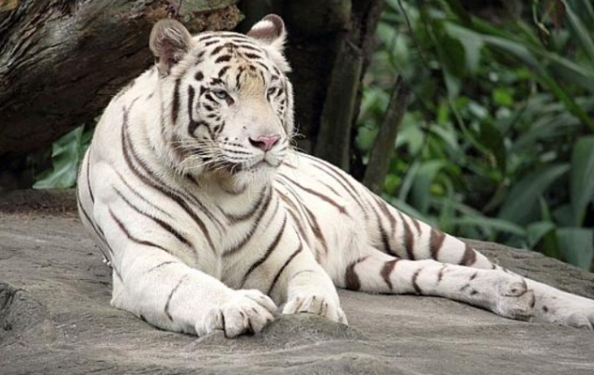 上古神兽有哪些?