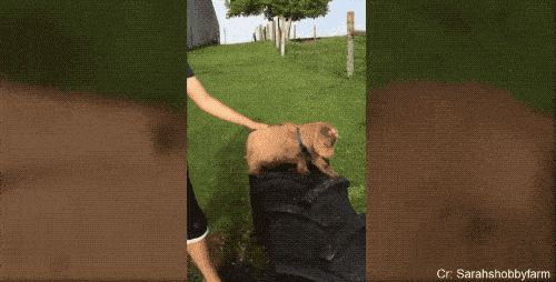 受到刺激就会晕倒的晕倒羊,为何还能生存下来呢?