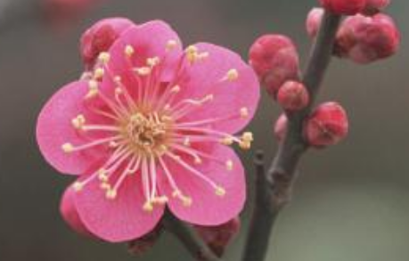 最经典的梅花诗是什么?