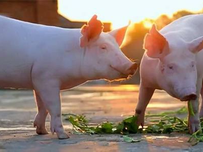 传“猪坚强”只能活两天将要被安乐死系谣言,造谣者的初衷是什么?