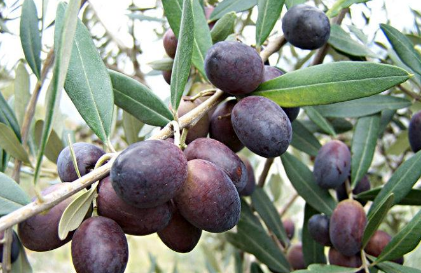 油橄榄和橄榄的区别是什么?