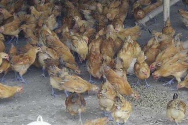 怎么养蛆喂鸡,蝇蛆养鸡的好处