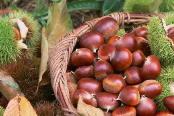 广东的特产有哪些?