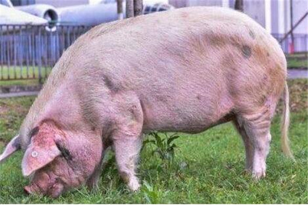 13岁猪坚强,到底有怎么样的故事和背景?