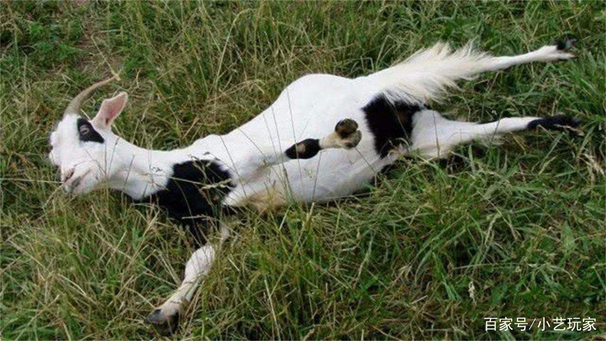 受到刺激就会晕倒的晕倒羊,为何还能生存下来呢?