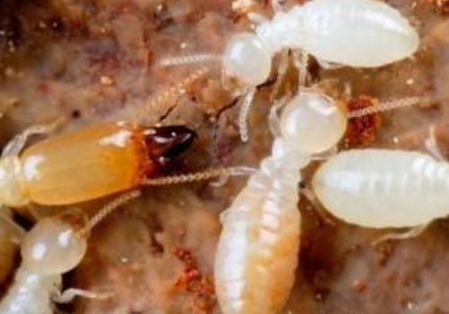 白蚁啥样有照片吗?