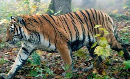 禁止入山!黑龙江双鸭山市饶河县境内发现东北虎,这是咋情况?