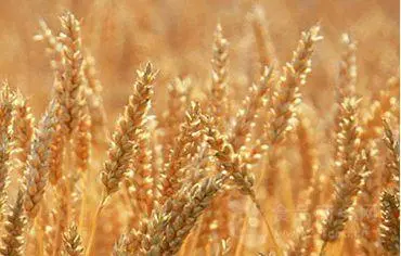 小麦胚芽油的功效与作用,都有哪些呢?