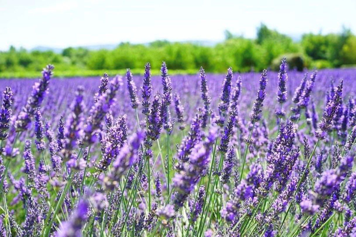 枕头也能自制,柔软还时尚,哪些简单的材料可以用来做枕芯?