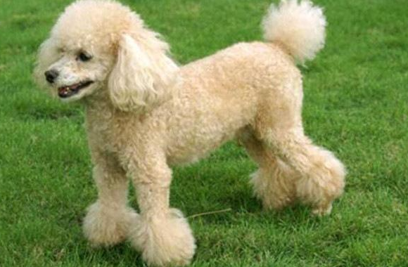 十大智商最高的狗排名