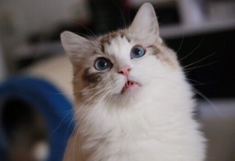 猫绝育后母爱泛滥,自己做主收养了8只小猫,猫绝育手术后怎么照顾?