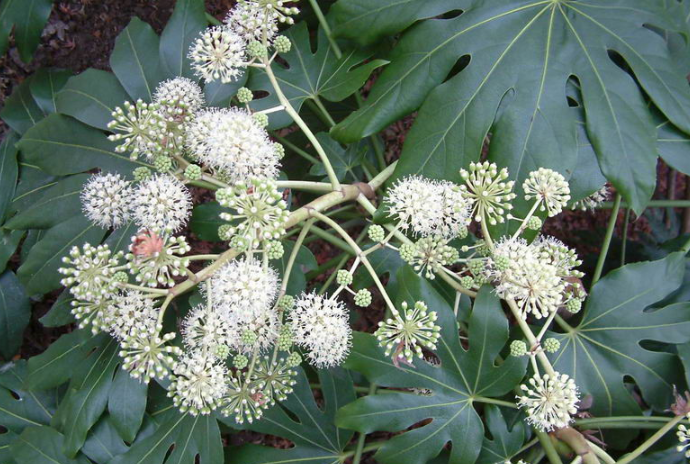 通草是什么样的,给我图片