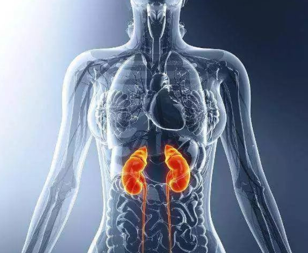 肾囊肿的危害,你知道哪些?