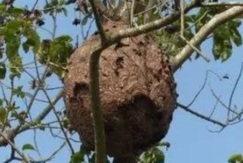 宜宾一男子穿防蜂服摘马蜂窝殒命,如何避免类似意外事故的发生?